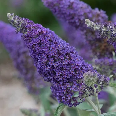 Буддлея НАНО ПЕРПЛ  в Курске