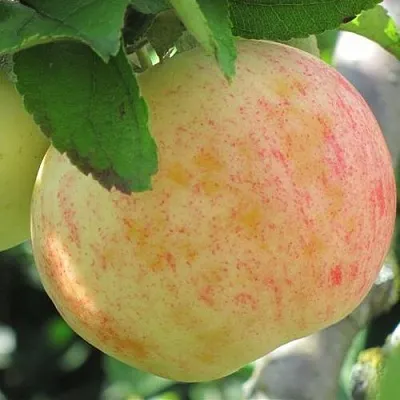 Яблоня ЛЕТНЕЕ СЛАДКОЕ  Яблоня ЛЕТНЕЕ СЛАДКОЕ в Курске