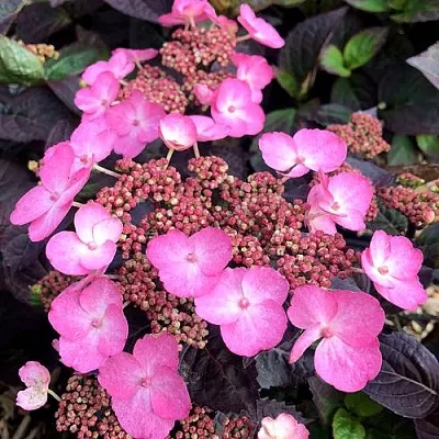 Гортензия ДАРЕДЕВИЛ пильчатая  Гортензия ДАРЕДЕВИЛ пильчатая в Курске