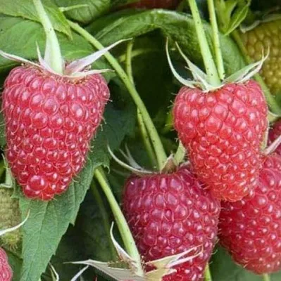 Малина ЕВРАЗИЯ в Курске