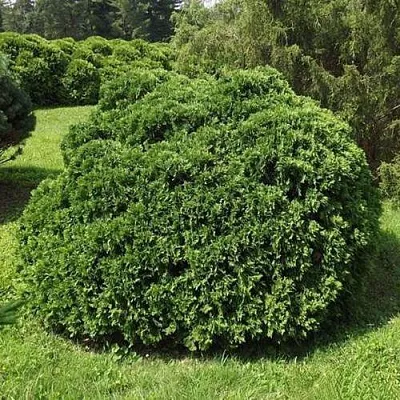 Туя УМБРАКУЛИФЕРА западная  Туя УМБРАКУЛИФЕРА западная в Курске