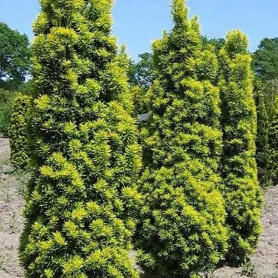 Тис ДАВИД ягодный в Курске