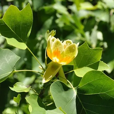 ЛИРИОДЕНДРОН тюльпанный  ЛИРИОДЕНДРОН тюльпанный в Курске