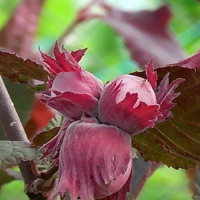 Фундук КАРДИНАЛ  Фундук КАРДИНАЛ в Курске