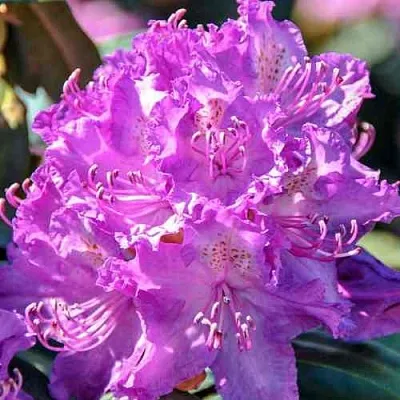 Рододендрон АЛЬФРЕД в Курске