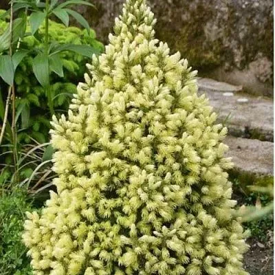 Ель МАЙГОЛД колючая  Ель МАЙГОЛД колючая в Курске