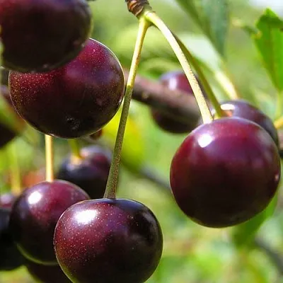 Вишня ЛИВЕНСКАЯ  Вишня ЛИВЕНСКАЯ в Курске