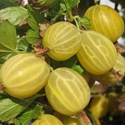 Крыжовник КУРШУ ДЗИНТАРС  Крыжовник КУРШУ ДЗИНТАРС в Курске