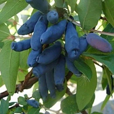 Жимолость съедобная ГОРДОСТЬ БАКЧАРА в Курске