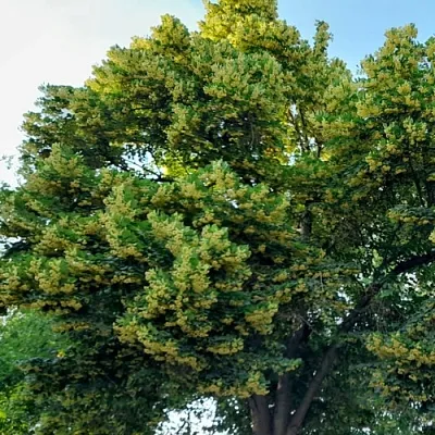 Липа  Липа в Курске