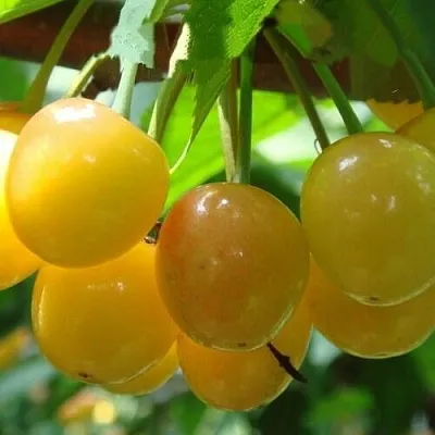 Черешня ЯНТАРНАЯ  Черешня ЯНТАРНАЯ в Курске