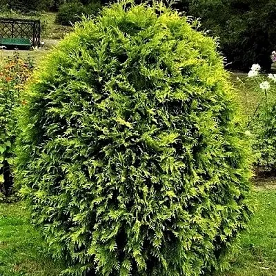 Туя ТИП ТОП западная  Туя ТИП ТОП западная в Курске