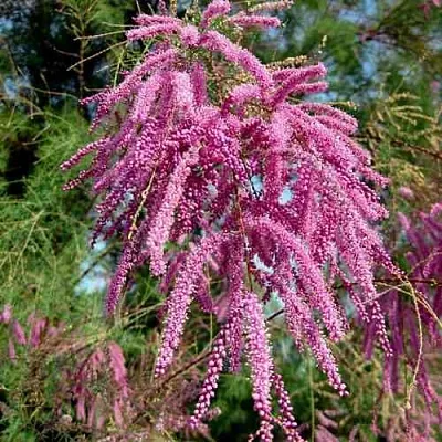 Тамарикс ПИНК КАСКАД  Тамарикс ПИНК КАСКАД в Курске