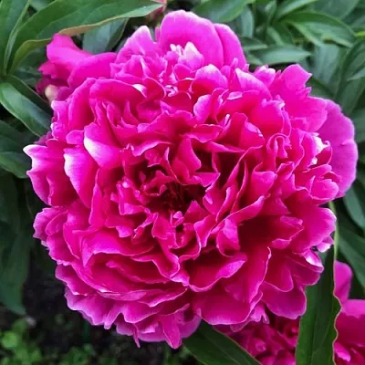 Пион КАРЛ РОЗЕНФЕЛЬД травянистый  Пион КАРЛ РОЗЕНФЕЛЬД травянистый в Курске