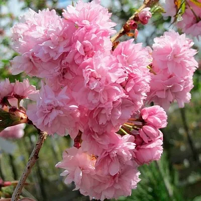 Сакура КИКУ ШИДАРЕ  Сакура КИКУ ШИДАРЕ в Курске