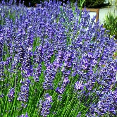 Лаванда ФЕНОМЕНАЛ узколистная  Лаванда ФЕНОМЕНАЛ узколистная в Курске
