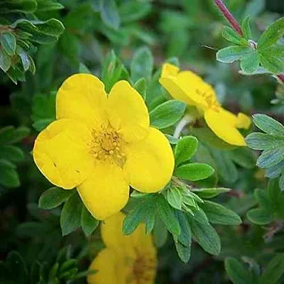 Лапчатка ГОЛДСТАР кустарниковая  Лапчатка ГОЛДСТАР кустарниковая в Курске