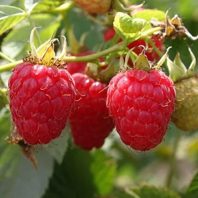 Саженцы малины Моллинг Джуно Саженцы малины Моллинг Джуно