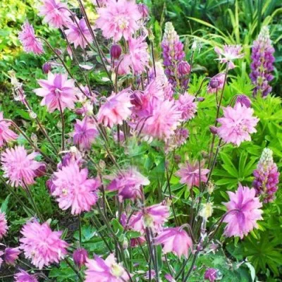 Аквилегия БАРЛОУ ПИНК гибрид МакКаны — описание сорта Аквилегия БАРЛОУ ПИНК гибрид МакКаны в Курске