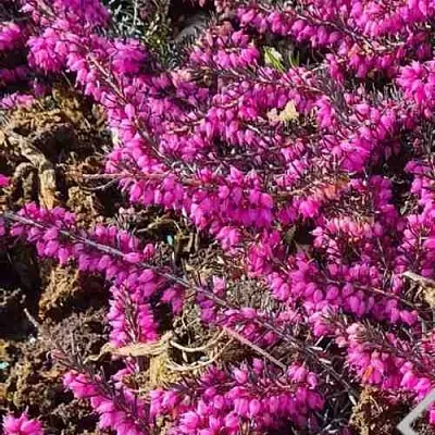 ЭРИКА "АЛЬПИЙСКИЙ ВЕРЕСК" (зимующая) сорт АТРОРУБРА  ЭРИКА "АЛЬПИЙСКИЙ ВЕРЕСК" (зимующая) сорт АТРОРУБРА в Курске