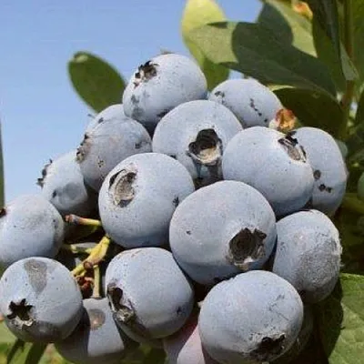 Голубика ЦУКЕР ТРАУБЕ  Голубика ЦУКЕР ТРАУБЕ в Курске