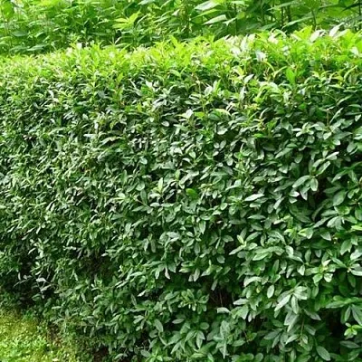 Бирючина обыкновенная  Бирючина обыкновенная в Курске