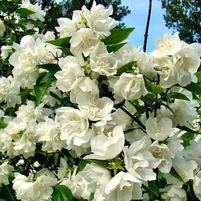 Жасмин ДЕНИСКИНЫ РАССКАЗЫ  Жасмин ДЕНИСКИНЫ РАССКАЗЫ в Курске