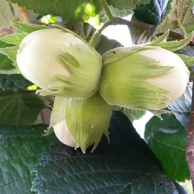 Фундук ЮННАТ  Фундук ЮННАТ в Курске