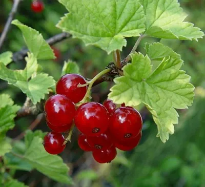 Смородина альпийская ШМИДТ  Смородина альпийская ШМИДТ в Курске