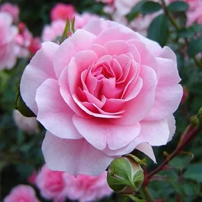 Саженцы роз БОНИКА флорибунда  Саженцы роз БОНИКА флорибунда в Курске