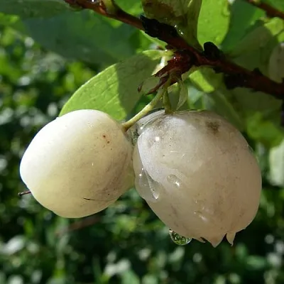 Голубика СНЕГУРОЧКА  Голубика СНЕГУРОЧКА в Курске