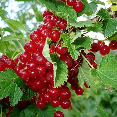 Смородина красная ГОЛЛАНДСКАЯ КРАСНАЯ  Смородина красная ГОЛЛАНДСКАЯ КРАСНАЯ в Курске