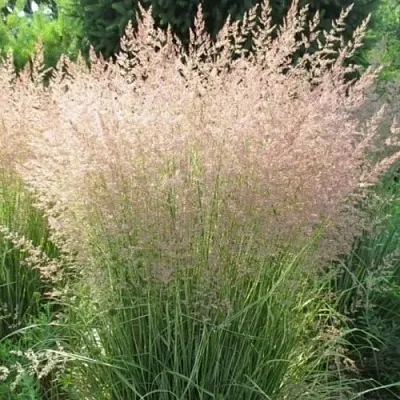 Вейник ОВЕРДАМ остроцветковый  Вейник ОВЕРДАМ остроцветковый в Курске