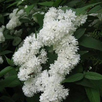 Дейция КАНДИДИССИМА шершавая  Дейция КАНДИДИССИМА шершавая в Курске