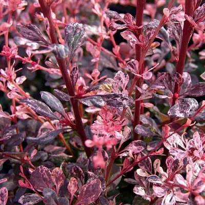 Барбарис АРЛЕКИН тунберга в Курске