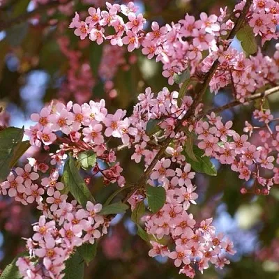 Черемуха КОЛОРАТА в Курске