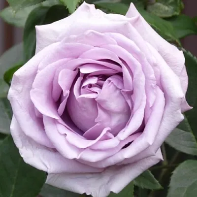 Саженцы роз ИНДИГОЛЕТТА плетистая  Саженцы роз ИНДИГОЛЕТТА плетистая в Курске