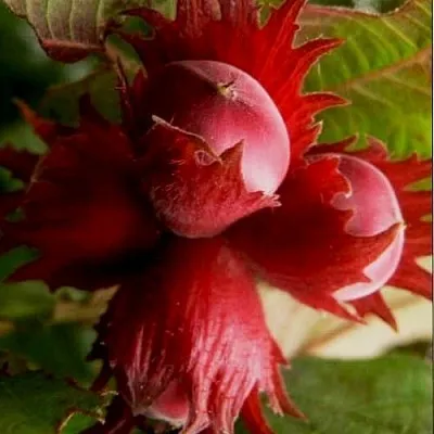 Фундук БАГРЯНЕЦ  Фундук БАГРЯНЕЦ в Курске