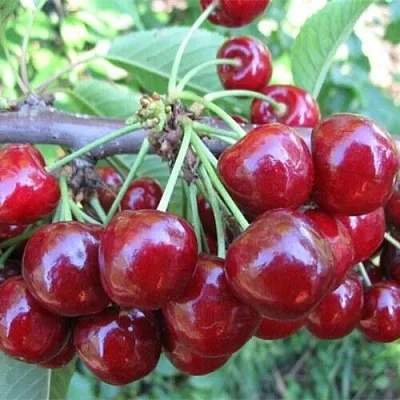 Вишня ДЕСЕРТНАЯ МОРОЗОВОЙ  Вишня ДЕСЕРТНАЯ МОРОЗОВОЙ в Курске