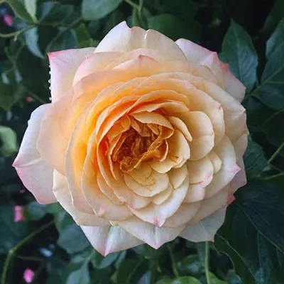 Саженцы роз АБЕЙ ДЕ СЕНТ-АМАН шраб  Саженцы роз АБЕЙ ДЕ СЕНТ-АМАН шраб в Курске