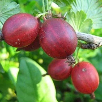 Крыжовник ЩЕДРЫЙ  Крыжовник ЩЕДРЫЙ в Курске