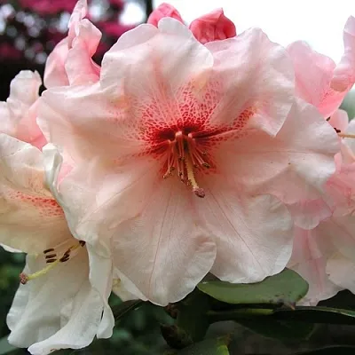 Рододендрон ХАНЯ	 в Курске