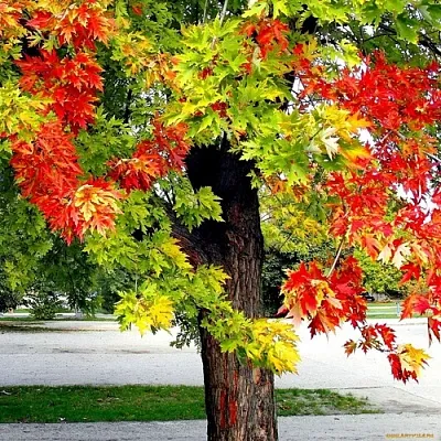 Клен  Клен в Курске