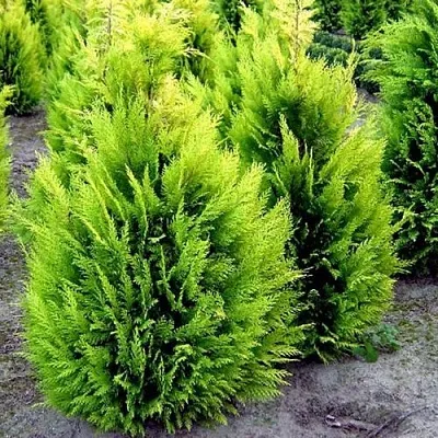 Кипарисовик ИВОНЕ лавсана  Кипарисовик ИВОНЕ лавсана в Курске