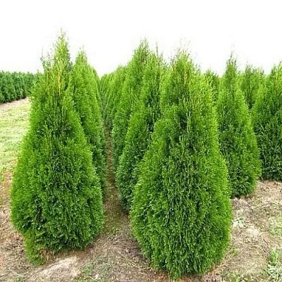Туя СМАРАГД западная  Туя СМАРАГД западная в Курске