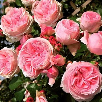 Саженцы роз ДЖАРДИНА плетистая  Саженцы роз ДЖАРДИНА плетистая в Курске