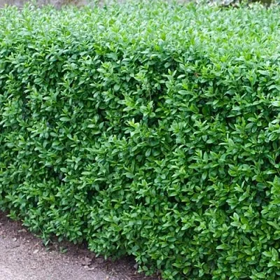 Бирючина обыкновенная АТРОВИРЕНС  Бирючина обыкновенная АТРОВИРЕНС в Курске