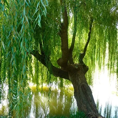 Ива  Ива в Курске