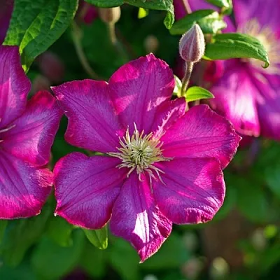 Клематис КАРМЕНСИТА  Клематис КАРМЕНСИТА в Курске