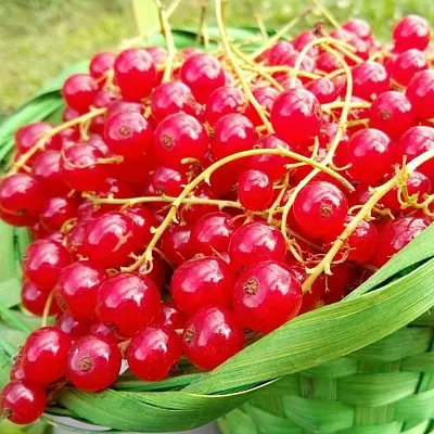 Красная  Красная в Курске